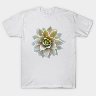 Sempervivum succulent T-Shirt